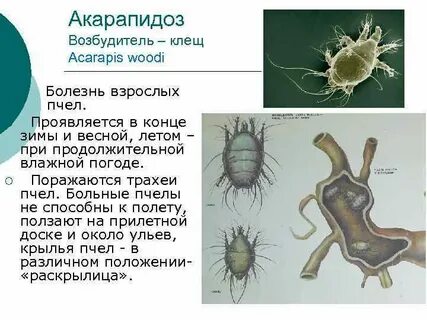 Акарапидоз пчел