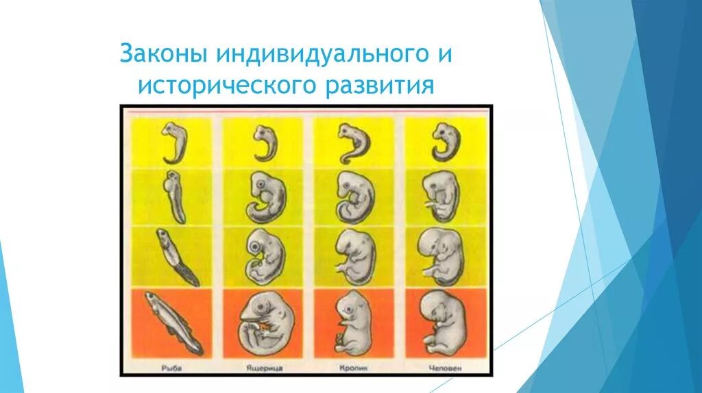 Индивидуальное и историческое развитие. Закон индивидуального развития. Закон индивидуального развития 8 класс.