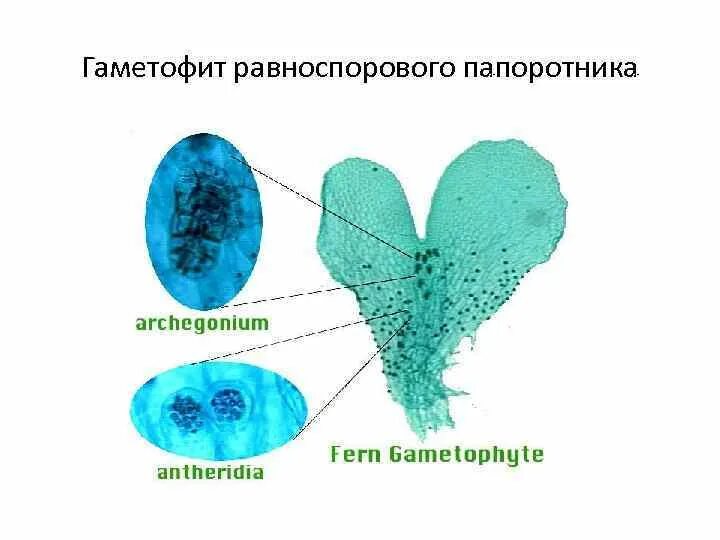 Гаметофит обоеполый. Гаметофит равноспорового папоротника. Строение гаметофита папоротника заросток. Гаметофит щитовника. Строение гаметофита папоротника.