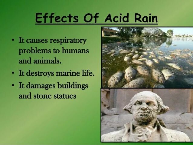 What causes acid rain. Хвойный лес после кислотного дождя. What acid rain is. Кислотные дожди. What acid rain is.