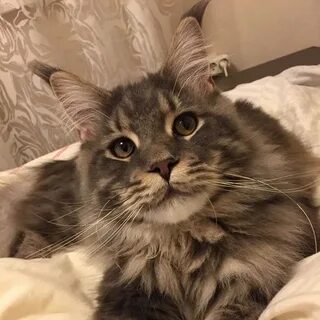 Алекс коте