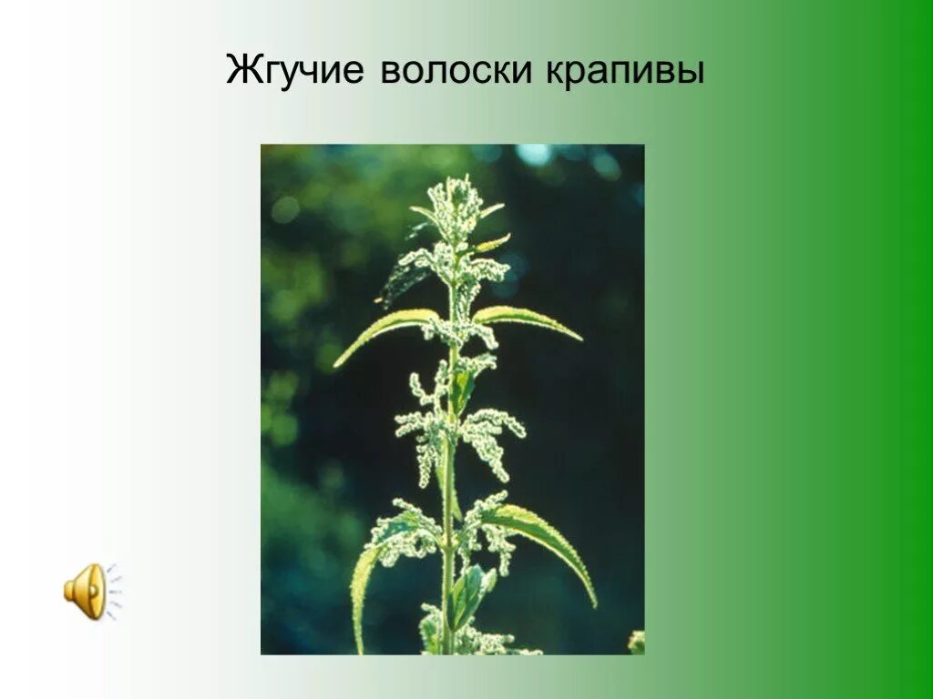 Среда обитания крапивы. Волоски крапивы. Крапива жгучая. Крапива приспособление. Крапива жгучая приспособление.