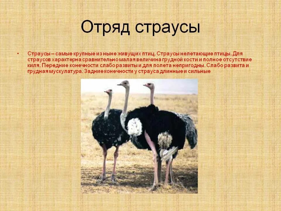 Страусообразные представители 7 класс. Отряд Страусообразные 7 класс биология. Отряд Страусообразные признаки отряда. Отряды птиц Страусообразные. Надотряд страусовые