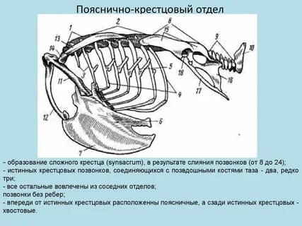 Пояснично крестцовый хвостовой отдел