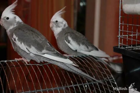 Безщекая корелла