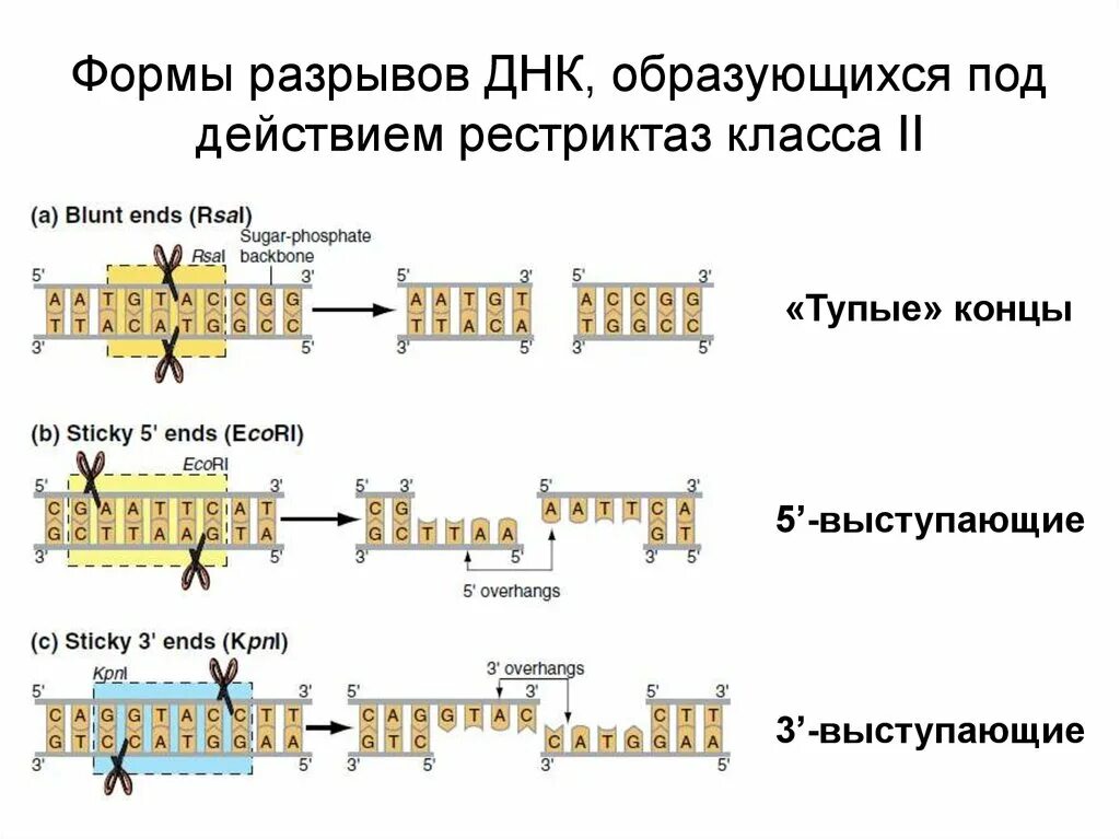 Процесс разрезания молекулы днк с помощью ферментов. Рестрикция ДНК схема. Схема действия рестриктаз. Механизм действия рестриктаз. Рестриктазы 3 типа.