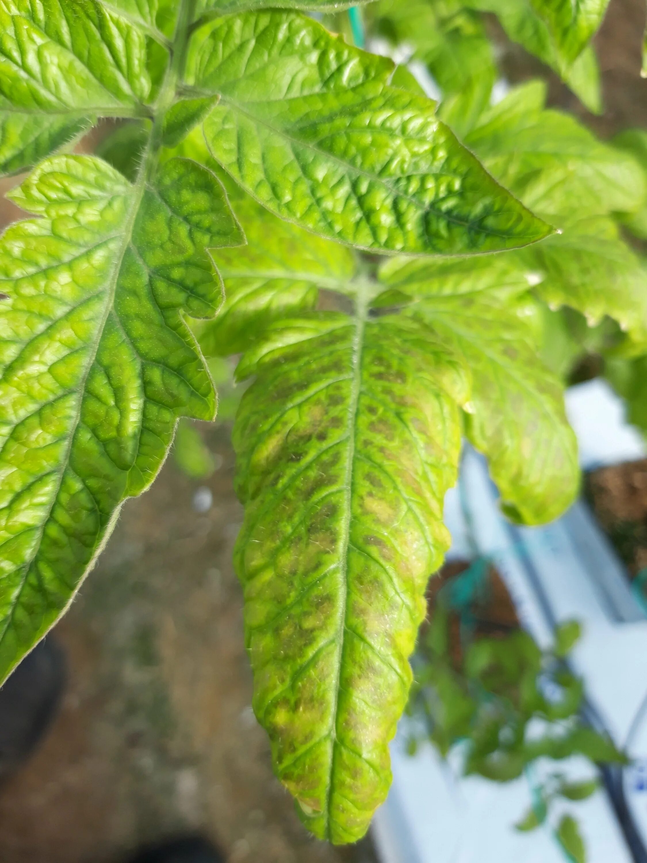 Вредители томатов. Листья томата болезни. Болезни и вредители помидор. Определить болезнь томатов по листьям. Бурая пятнистость томатов (кладоспориоз).