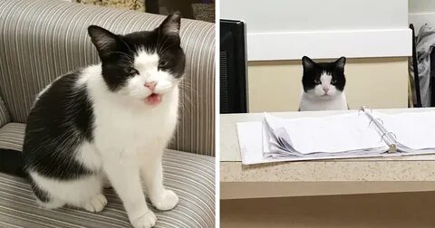Cat works