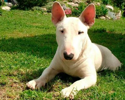 собака похожая на свинью порода: 2 тыс изображений найдено в Яндекс  Картинках