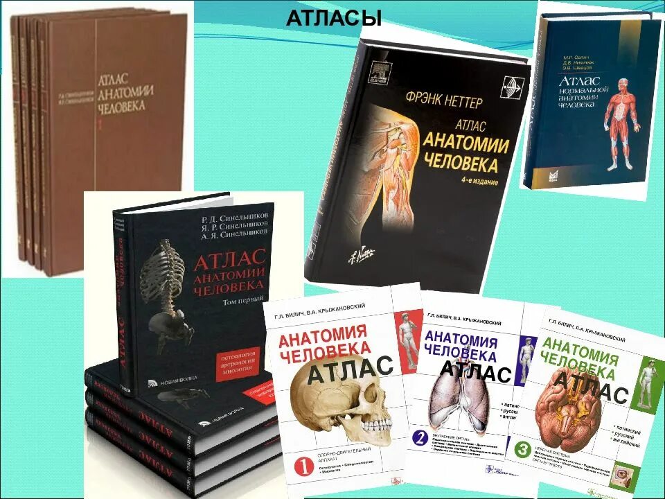 7 издание анатомии. Анатомия фрэнка неттера. атлас анатомии человека фрэнк неттер 4 издание. фрэнк неттер атлас анатомии человека 6 издание. атлас анатомии человека фрэнк неттер 7 издание.