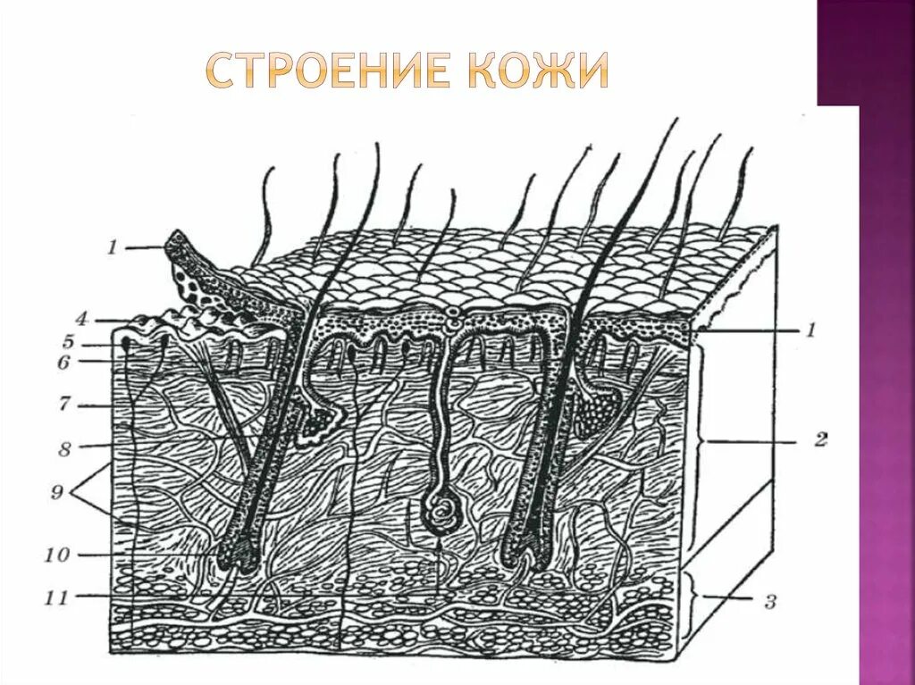 Кожа у птиц тонкая. Строение кожи млекопитающих эпидермис дерма. Строение кожи рисунок. Схематический разрез кожи. Кожа в разрезе.