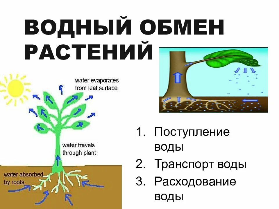 Функции корня транспирация