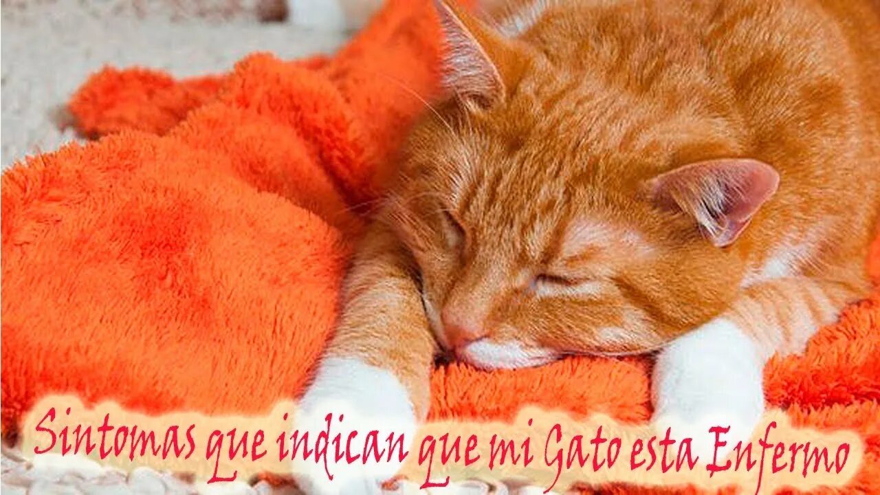 Un gato