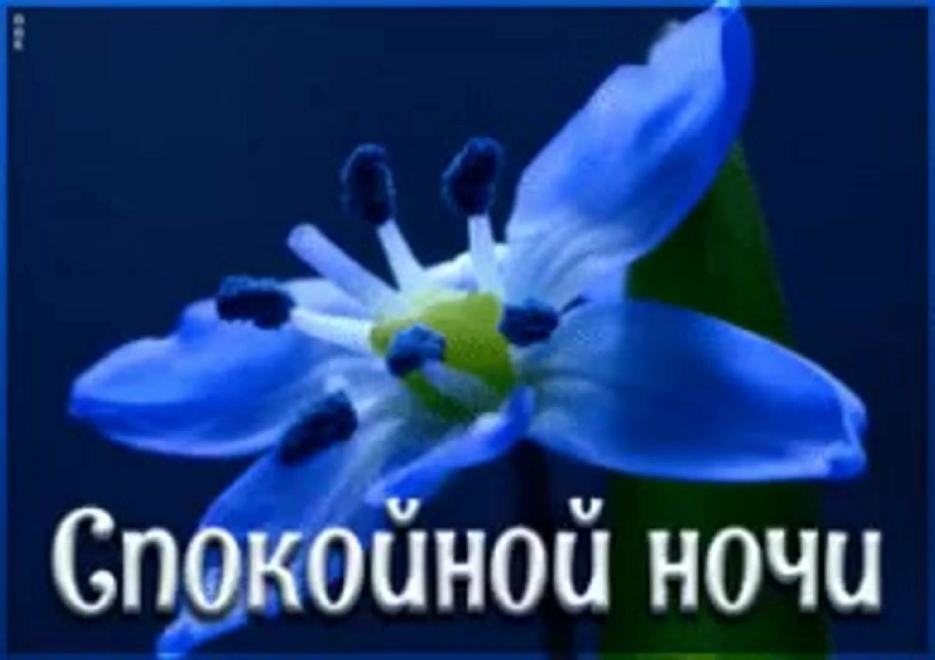 Стикеры доброй ночи. Стикеры спокойной ночи. спокойной ночи незабудки. доброй ночи с незабудками. смайлик желает спокойной ночи.