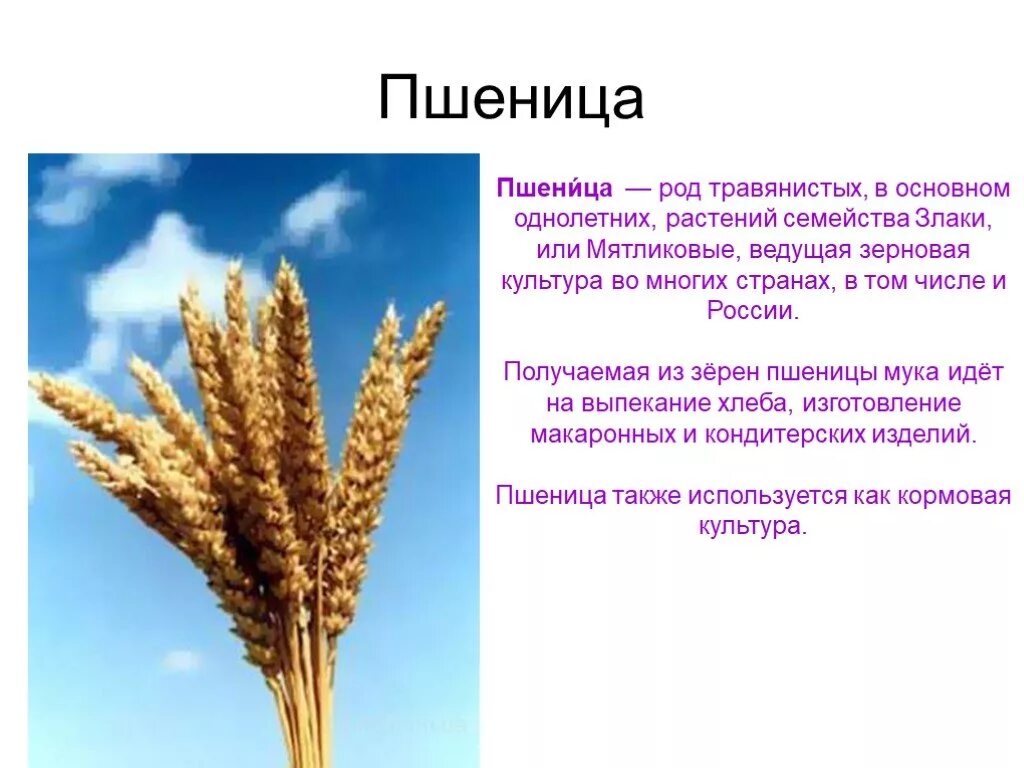 Род злаковых. Информация о пшенице. Описание пшеницы. Сообщение о пшенице. Культурные злаки.