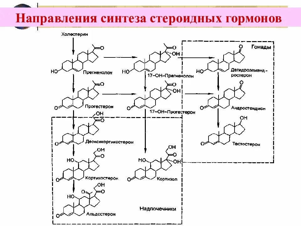 Участвуют в синтезе гормонов. Схема синтеза стероидных гормонов биохимия. Схема синтеза стероидных гормонов. Синтез стероидных гормонов из холестерина схема. Схема синтеза гормонов коры надпочечников.