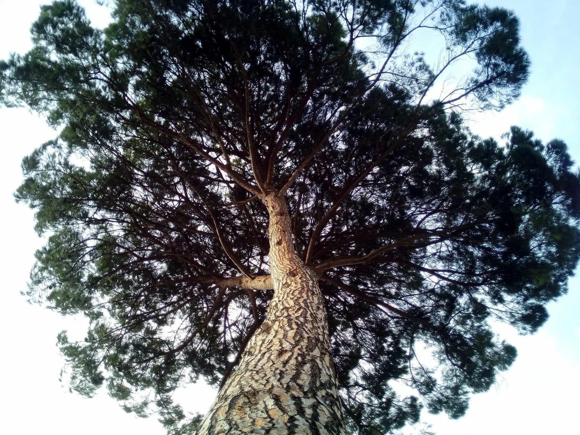 Долгожитель из хвойных 4. Pinus pinea. Сосна Кедровая дерево. Кедр Сибирский Pinus sibirica. Сибирский кедр долгожитель.