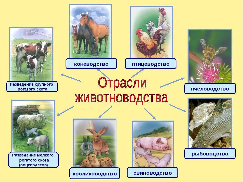 Окружающий 3 класс учебник 1. Задания по окружающему миру 3 класс. Окружающий мир 1 класс задания. Растения 1 класс. Окр мир 3 класс темы уроков.