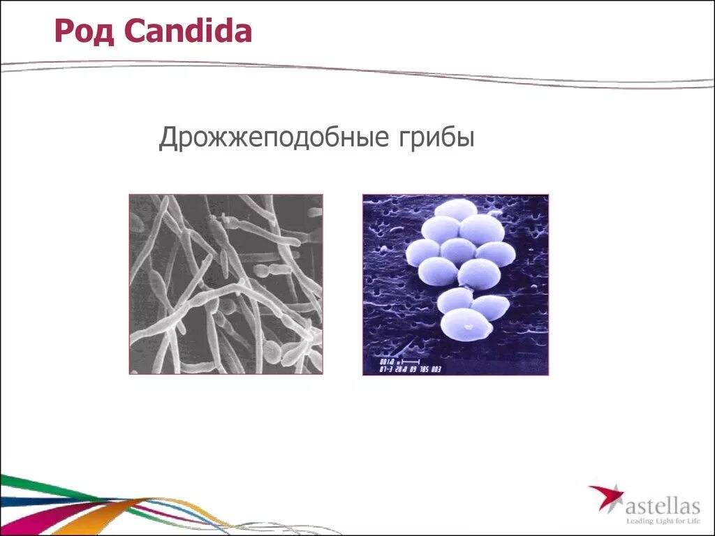 Дрожжеподобные грибы candida. Дрожжеподобные грибы кандида. Грибы рода кандида (кандидоз). Дрожжеподобные грибки рода Candida. Филаменты грибов рода Candida.