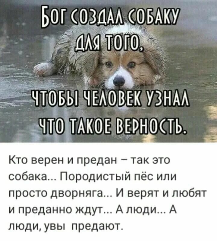 Про верность собак