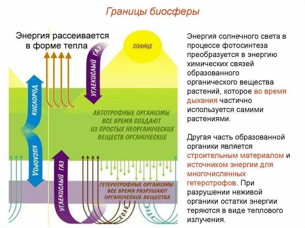 В какую энергию превращается световая энергия. Источник энергии для растений. Энергия в процессе фотосинтеза. Основной источник энергии у растений. Процесс в котором используется световая энергия.