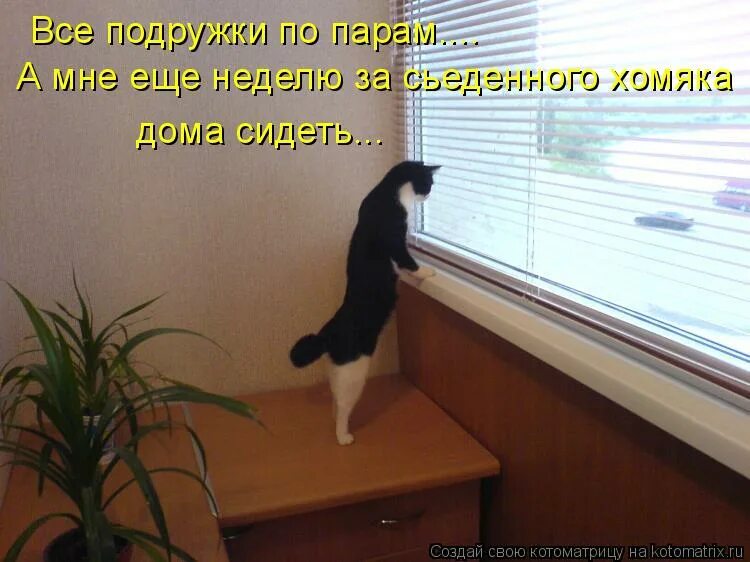 Сам сижу дома. Тоска прикол. Человек лежит на кровати с телефоном. Кот за компьютером. Ленивый мужчина.