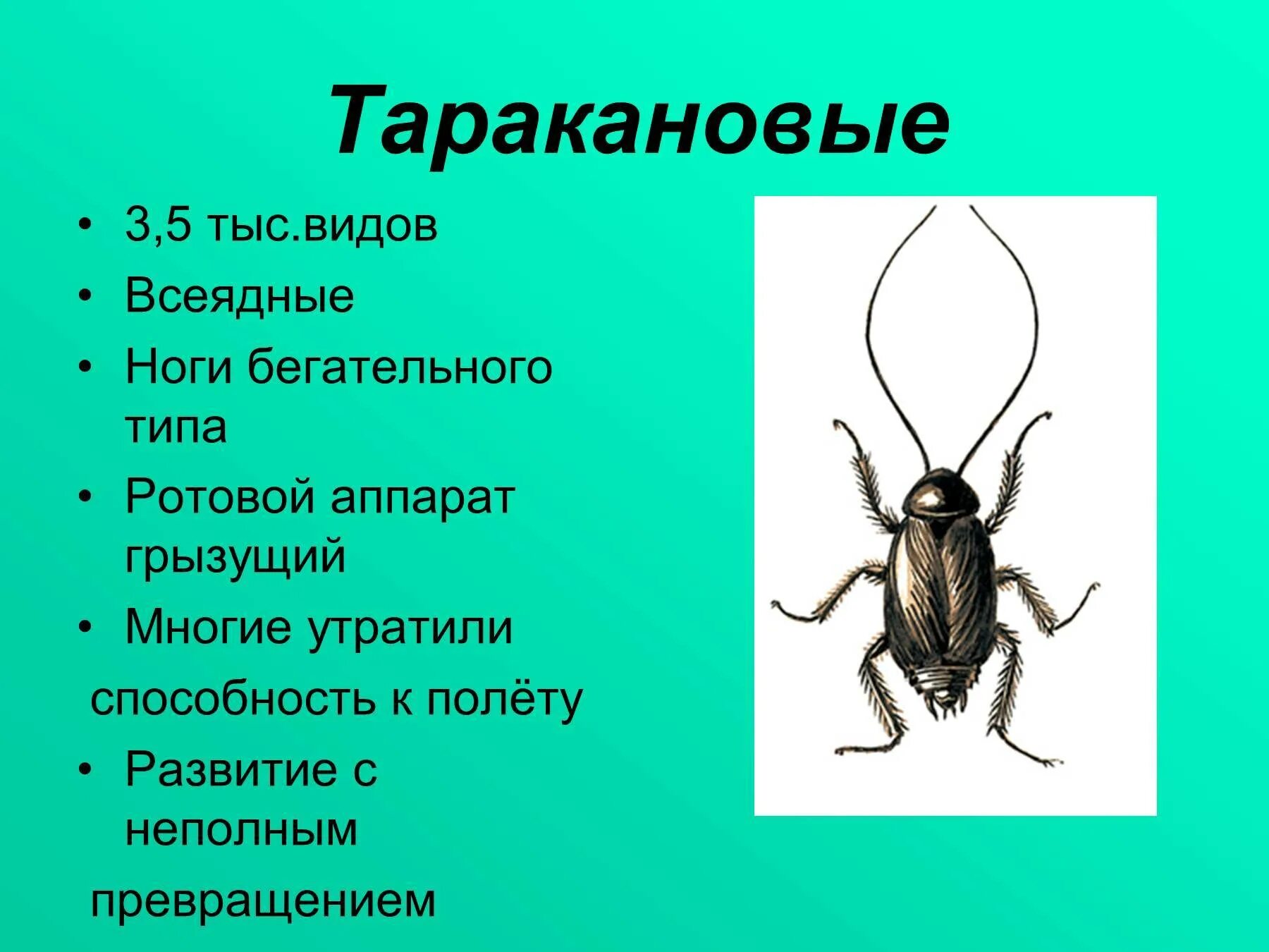 Отряды насекомых жуки. Отряд Таракановые представители таблица. Отряд насекомых Таракановые таблица. Признаки отряда Таракановые. Таракановые характеристика.