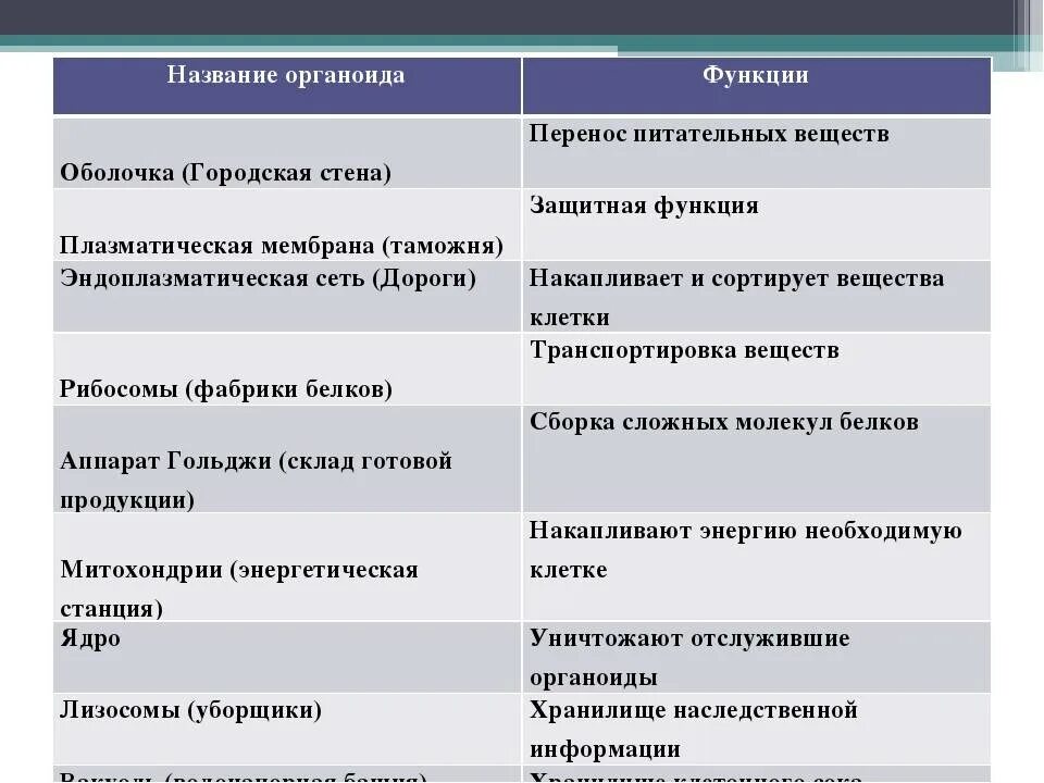 Органоиды и их функции таблица 10 класс. Строение и функции органоидов растительной клетки таблица. таблица клеточные органоиды строение и функции. таблица строение животной клетки органоиды строение функции. строение органоидов растительной клетки таблица.