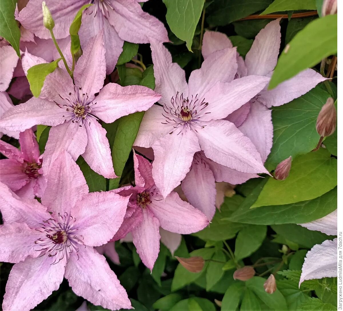 Clematis 'Polish Spirit' Clematis, Clematis varieties, Plants to attract humming