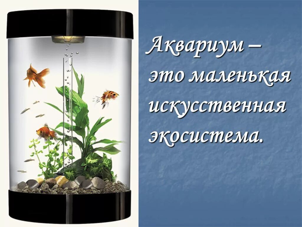 Аквариум как модель экосистемы практическая работа 2. Экосистема аквариума. Аквариум искусственная экосистема. Аквариум модель экосистемы. Аквариум маленькая искусственная экосистема.