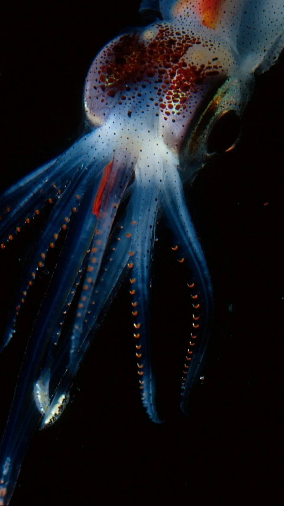 Глубоководный кальмар (кальмар-вампир). Морские головоногие моллюски. Кальмар Squid. Биолюминесценция головоногих. Морское головоногое