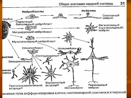 Общая схема развития