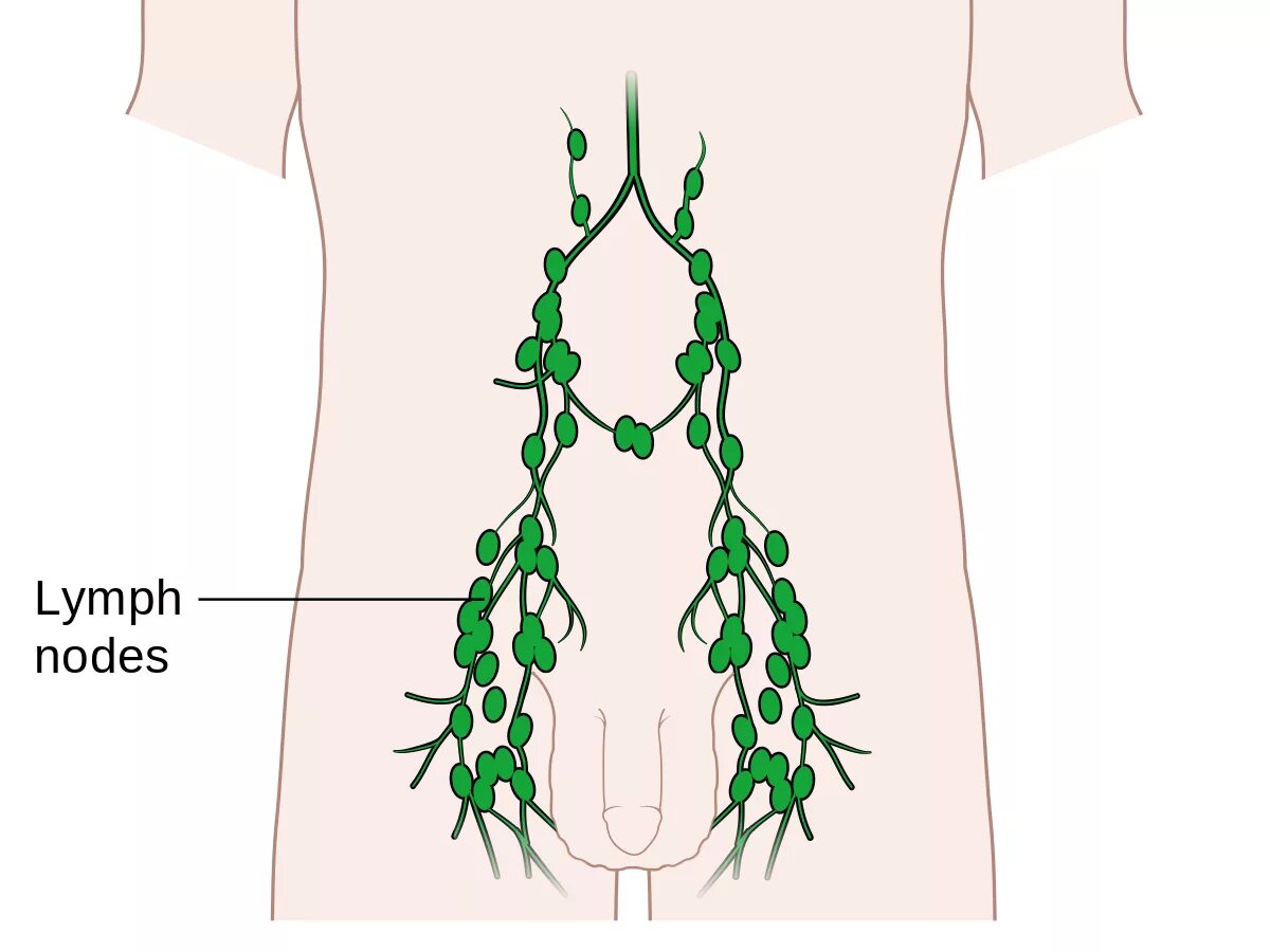 Лимфатические узлы. Лимфоузлы на животе расположение. Расположение лимфатических узлов на животе. Схема лимфоузлов на животе. Паховый лимфоузел у женщин где