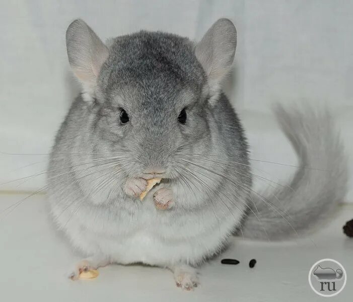 шиншилла сапфировый эбони. шиншилла средний эбони. шиншилла f1. шиншиллы. окрас шиншилл сапфировый.