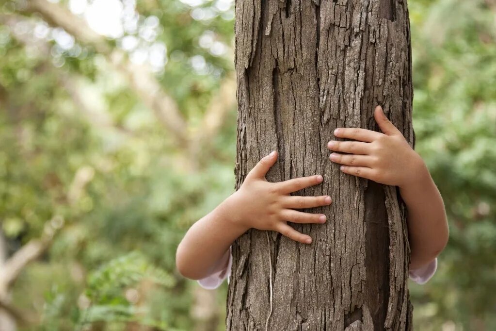 Зачем стучат по дереву. Ребенок обнимает дерево. Обнимает дерево. Дерево для детей. Человек обнимает дерево.
