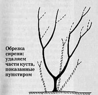 Обрезка сирени