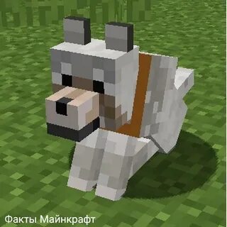 Собака из майнкрафта