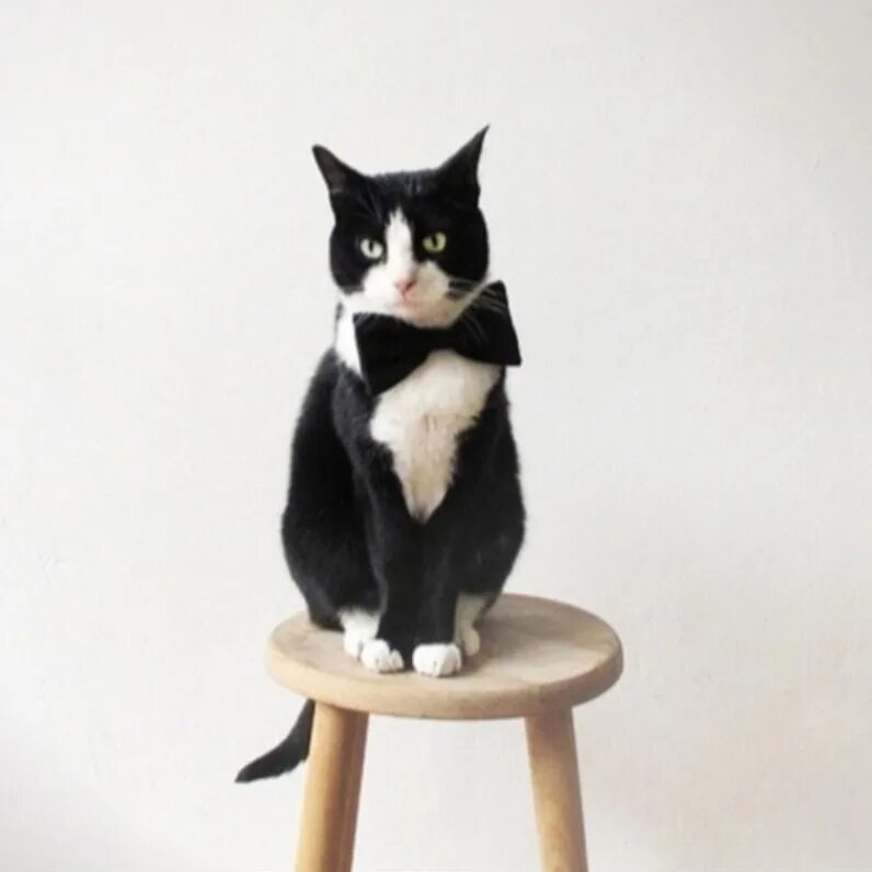 Бизнес кот. Котову бизнес. Деловой кот. Офисные коты. Котову бизнес.