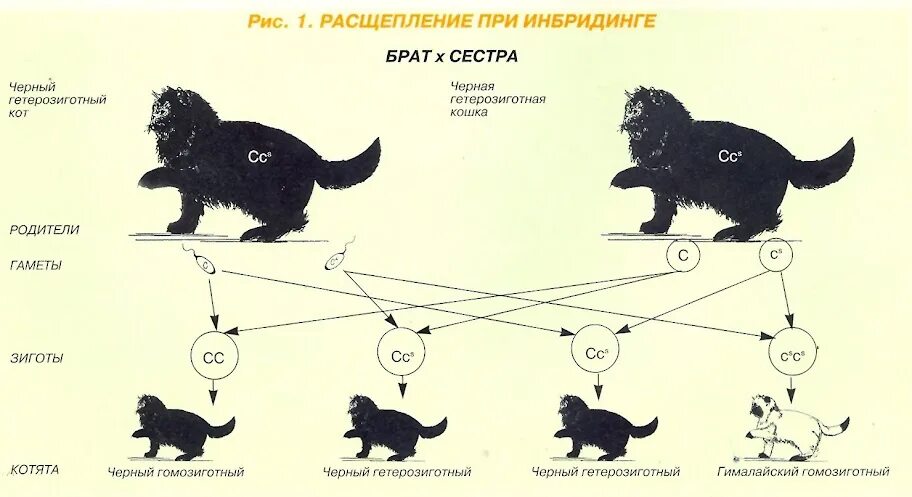 Селекция кошек инбридинг. Инбридинг собак схема. Схема скрещивания собак. Инбридинг в селекции животных. Простой инбридинг