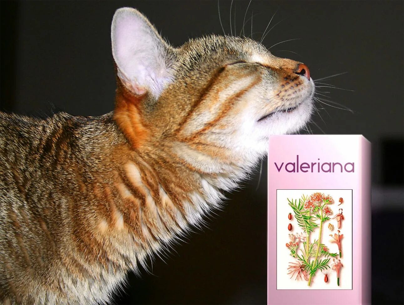 Почему кошки валерьянку. Валерьянка для котов. Кот и валериана. Коты и валерьянка. Валериана для кошек.