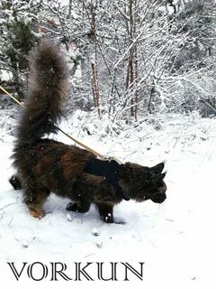 Кун воронеж