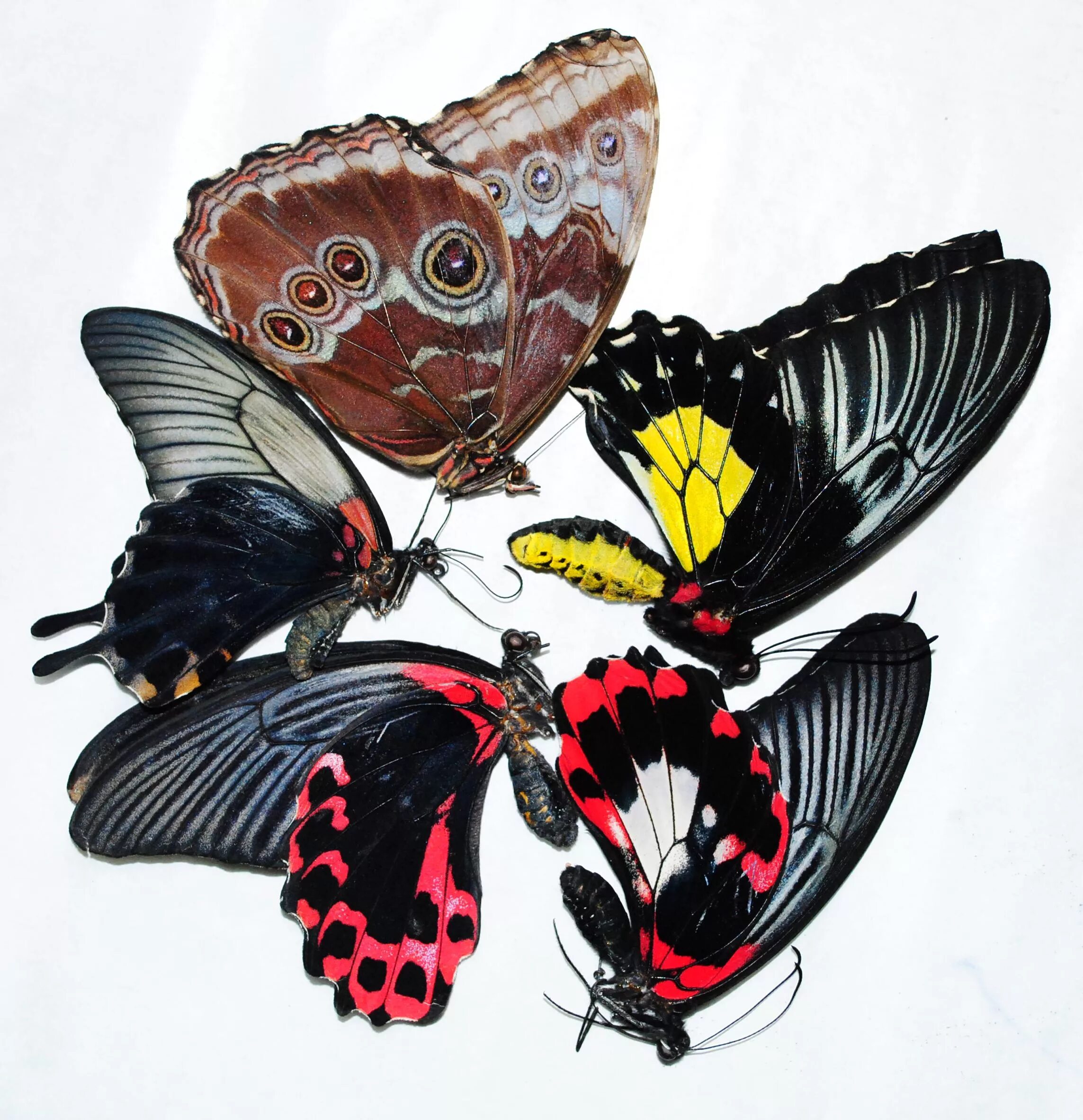 Купить бабочки с доставкой. Бабочка пипевин сваллоутейл. Засушенные бабочки. Бабочки композиция. Тропические бабочки засушенные.
