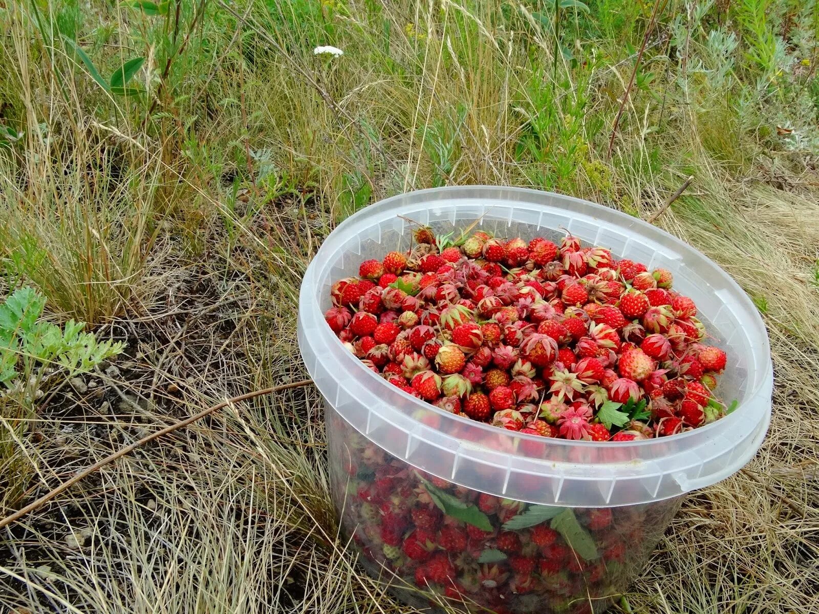 какую ягоду собирает. сборка ягод. клюква. какую ягоду собирает. брусника эрнтезеген.