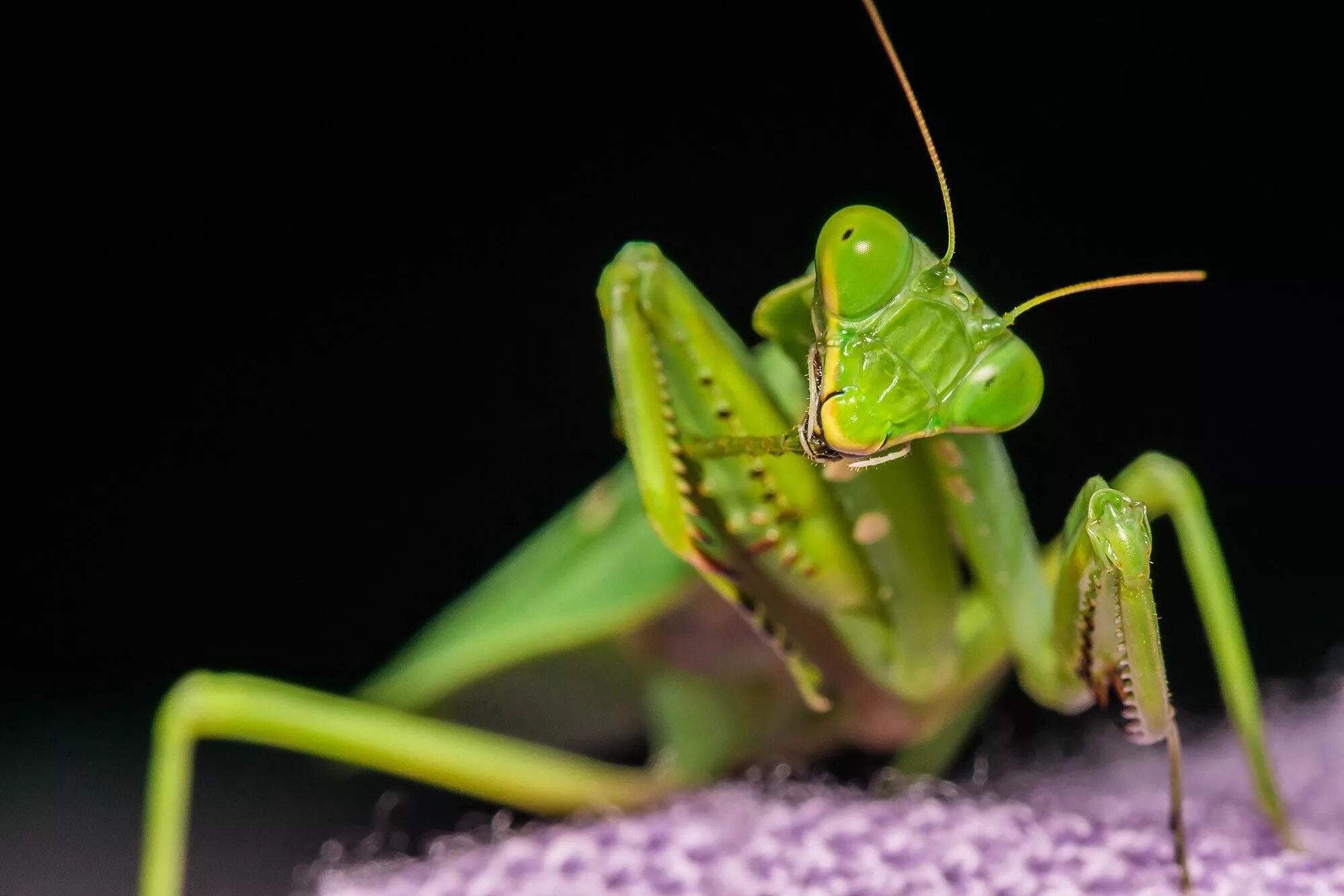 Земляной богомол (Geomantis Larvoides). Богомолы Мантис зелёный. Мантис богомол. Praying Mantis насекомое.