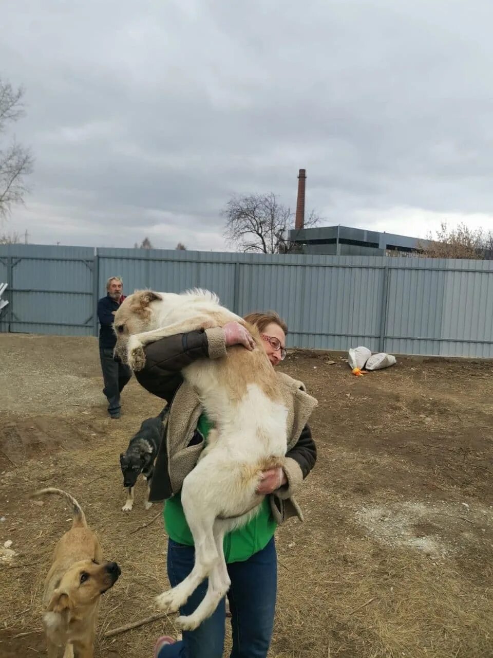Друг чебаркуль. Приют друзья воронеж. Собачий приют. Приют друг березники. Приют друзья воронеж.