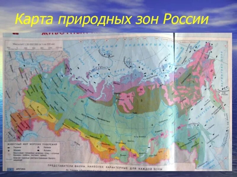 Карта природных зон России атлас 8 класс. Карта природных зон России 8 класс география атлас. Карта природных зон России 8 класс география. Природные зоны России атлас 8 класс география. Наименование участка местности природная зона