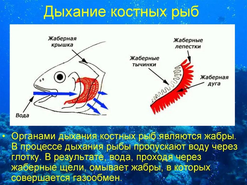 Характерные признаки типа жаберных щелей. Органы дыхательной системы у рыб. Дыхательная система костных рыб. Строение органов дыхания рыб. Дыхательная система костистых рыб.