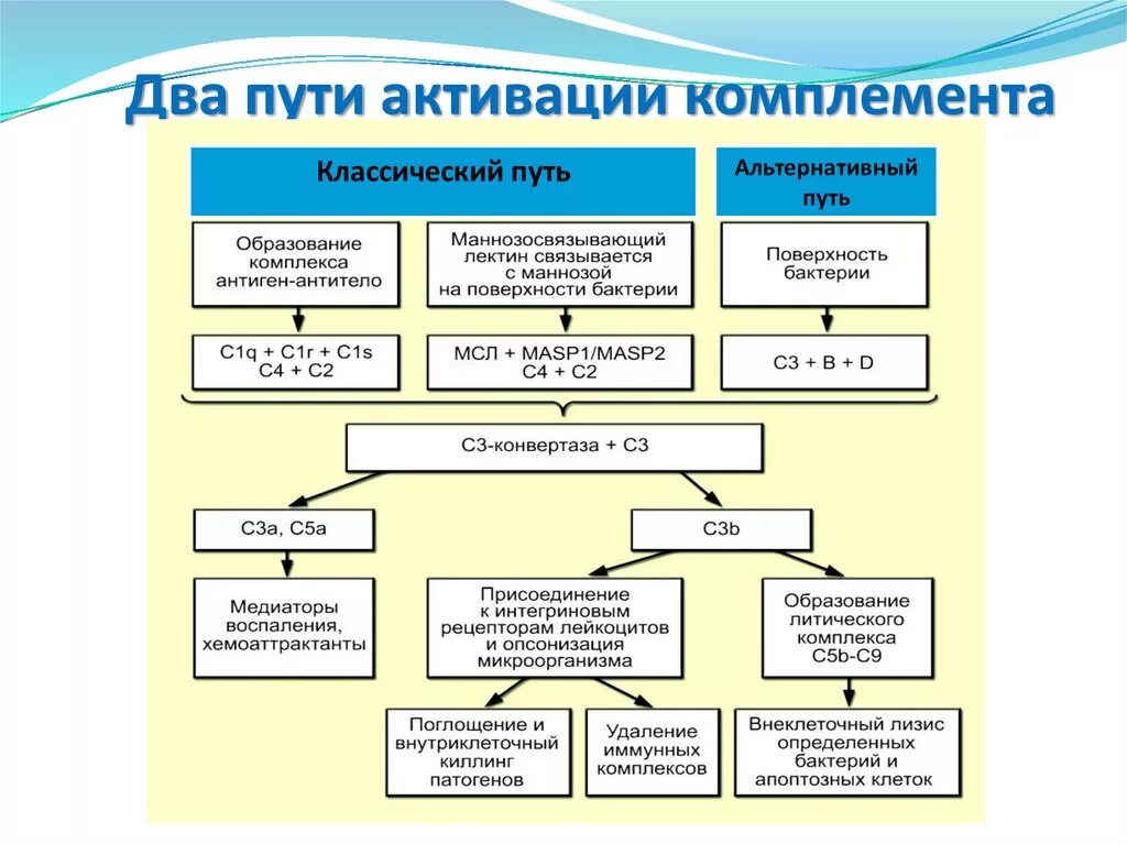 Компоненты комплемента анализ. 3 Пути активации системы комплемента. Схема активации комплемента по классическому пути. Классический путь активации системы комплемента. Конвертаза классического пути активации комплемента.