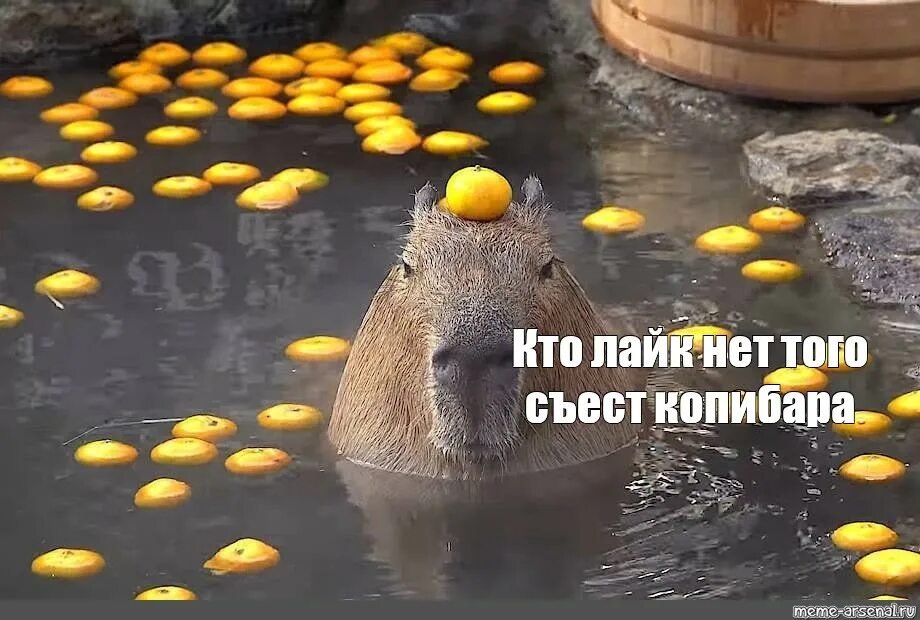 Новый додстер мем с капибарой Капибара песня текст