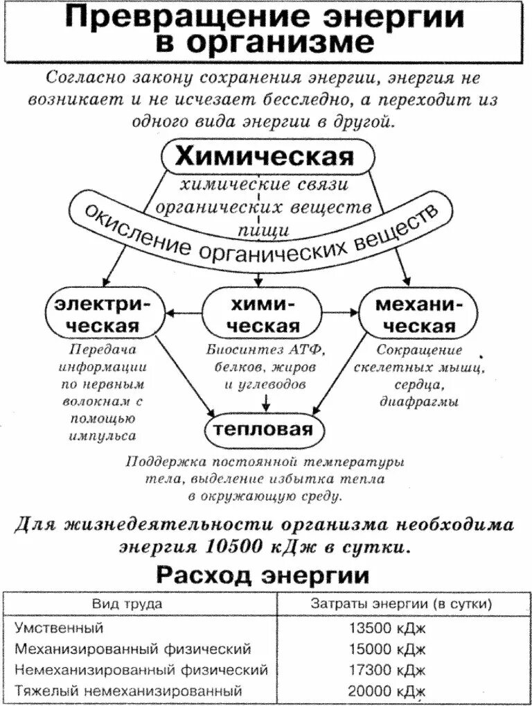 Схема превращения веществ и энергии в организме. Схема превращение веществ в организме человека. Таблица обмен веществ и превращение энергии в организме человека.. Схема превращений различных видов энергии в организме.